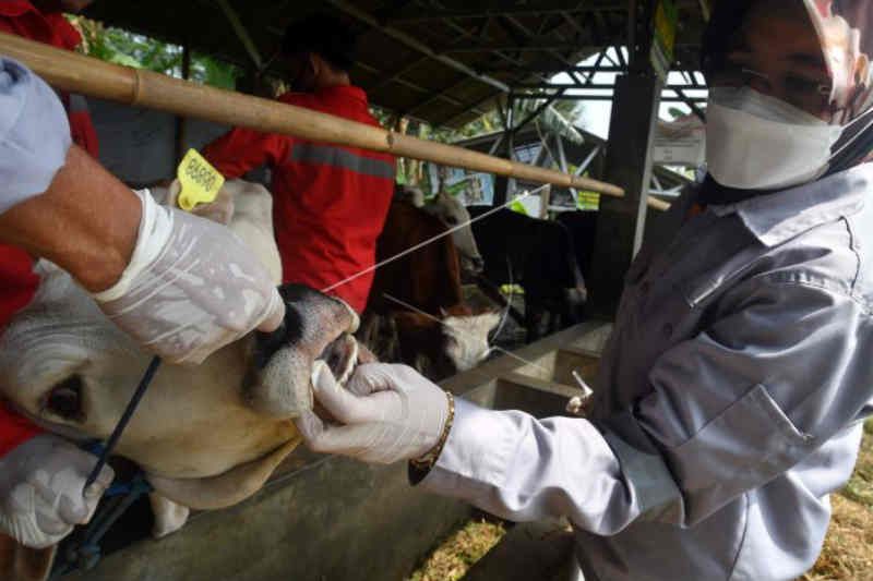 1,09 juta ekor sapi sudah terima vaksin PMK - ANTARA News