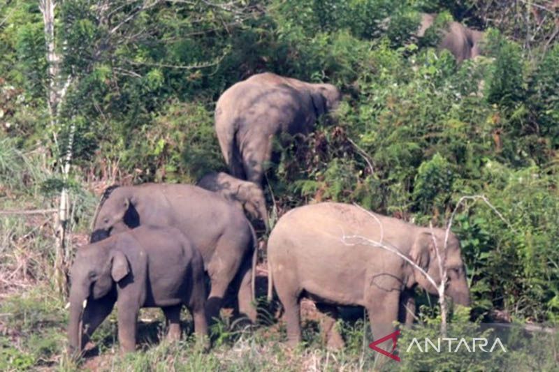 Kawanan gajah liar menjarah tanaman penduduk Pidi