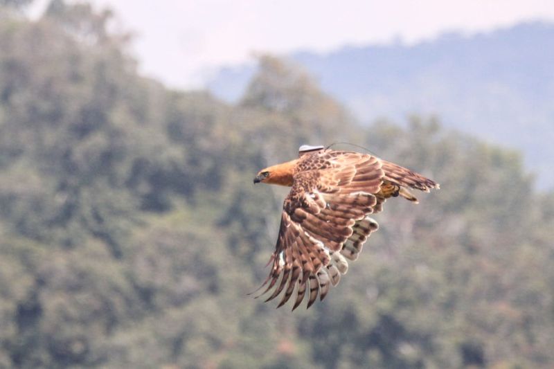 Balai Taman Nasional Gunung Halimun Salak lepasliarkan elang jawa