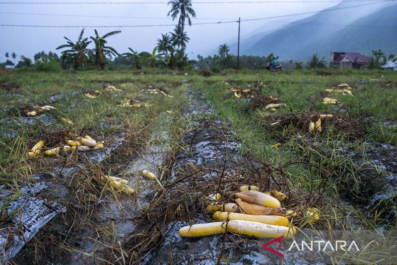 Petani Biarkan Timun Membusuk di Kebun