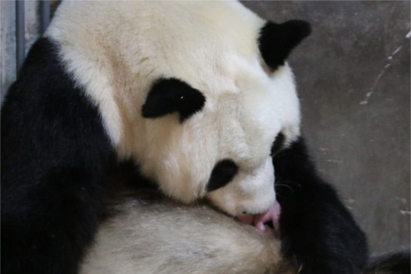 Panda raksasa Qinqin melahirkan lagi bayi kembar di Shaanxi