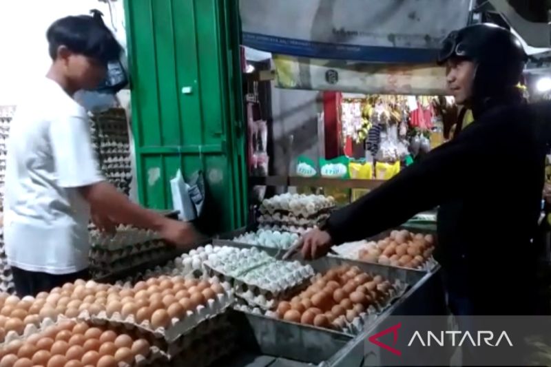 Harga telur di Makassar merangkak naik dampak mahalnya pakan ternak