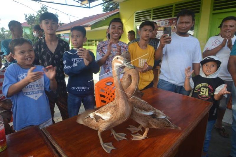 Olahraga pacu itik khas Payakumbuh, Sumbar