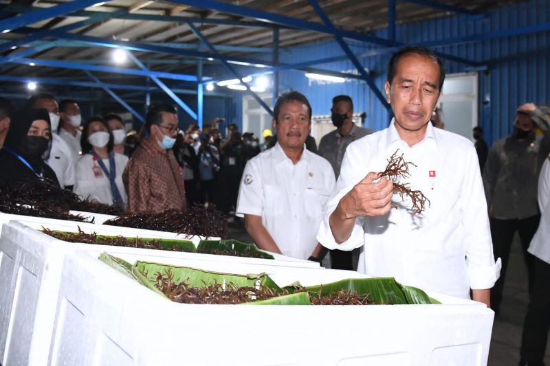 Presiden berdialog bersama nelayan dan pembudidaya rumput laut Tual