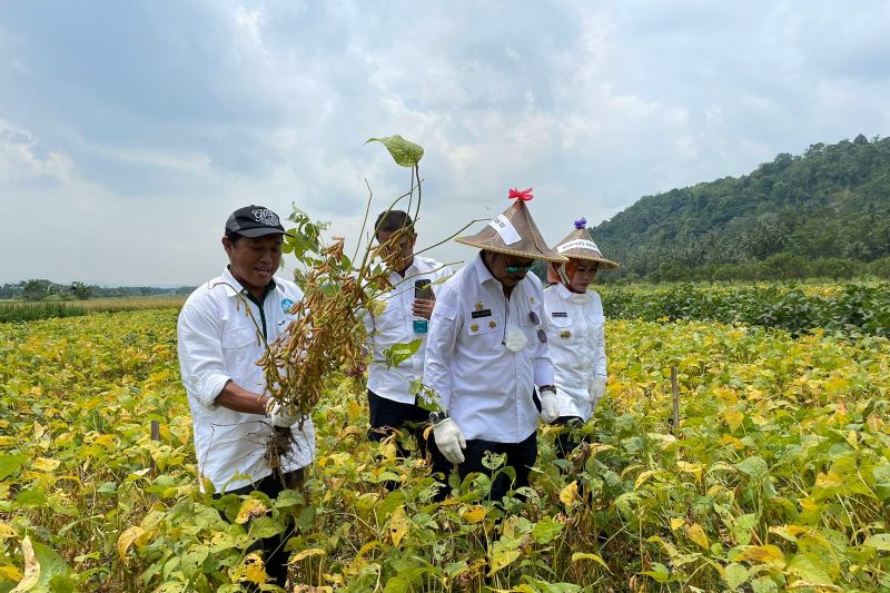 Mentan sebut petani Indonesia mampu hasilkan kedelai lokal berkualitas