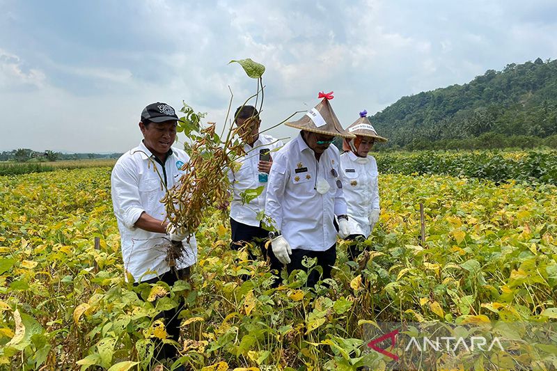 Mentan sebut petani Indonesia mampu hasilkan kedelai lokal berkualitas