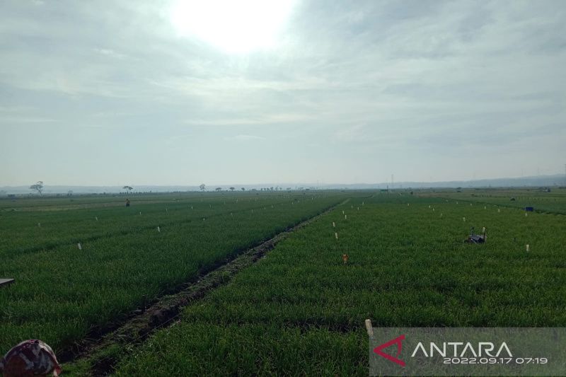 11 hektare tanaman bawang merah di Kulon Progo terserang hama ulat