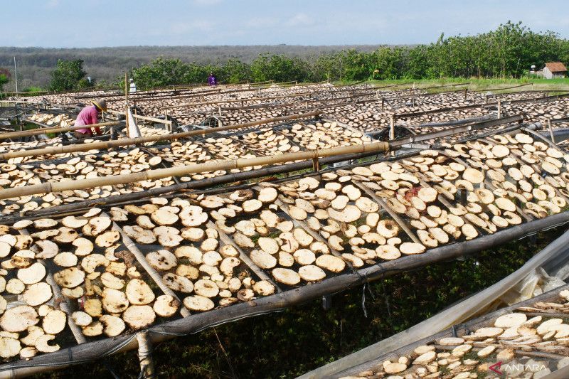 Indonesia siap penuhi syarat ekspor tepung Porang ke China