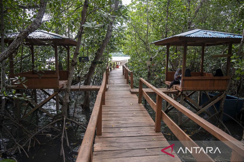 Ekowisata Mangrove Kelompok Tani Hutan