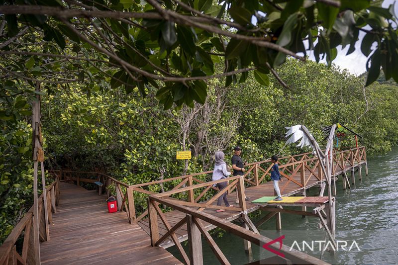 Ekowisata Mangrove Kelompok Tani Hutan