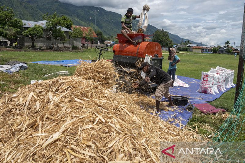 Target Swasembada Jagung di 2023