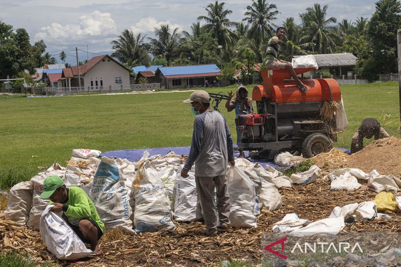 Target Swasembada Jagung di 2023