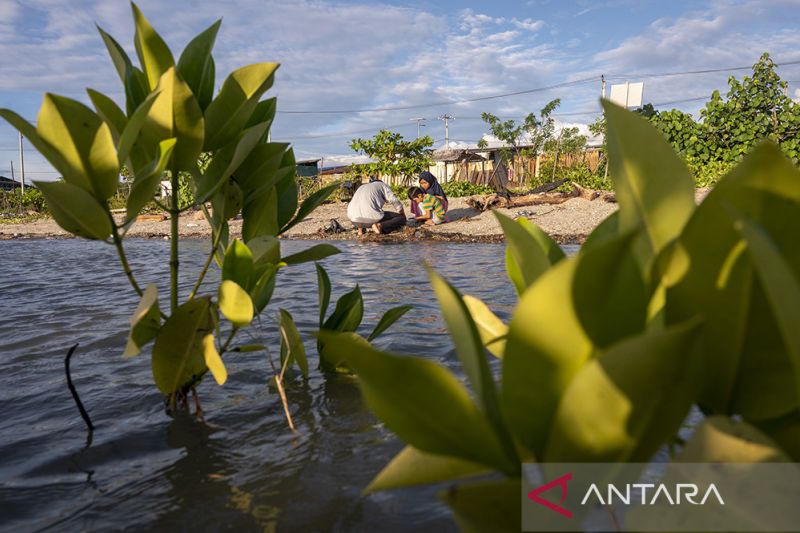 Pemulihan Ekonomi dengan Rehabiliasi Mangrove