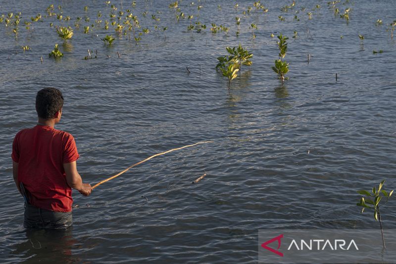 Pemulihan Ekonomi dengan Rehabiliasi Mangrove