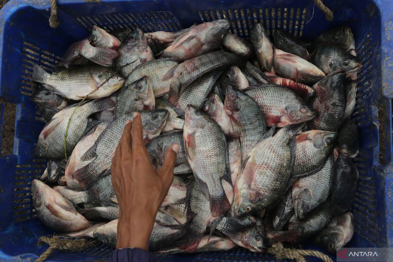 Indonesia memulai proyek percontohan budidaya ikan nila air asin