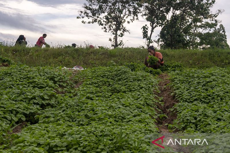 Kenaikan Upah Nominal Harian Buruh Tani