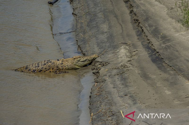 Kesulitan Penangkaran Buaya Sungai Palu