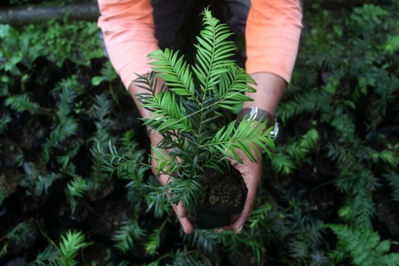 Tanaman Langka Taxus Sumatrana