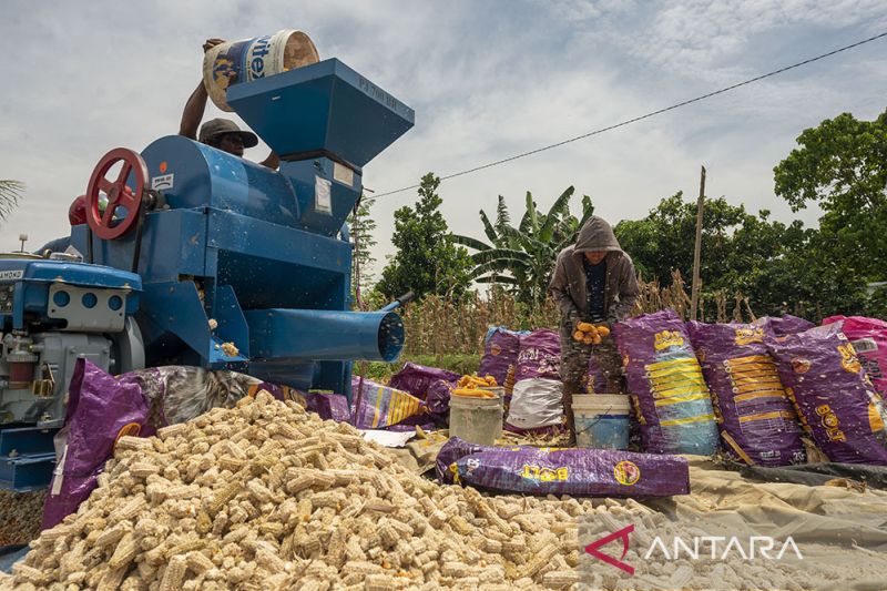 Jasa Pemipilan Jagung Keliling di Sigi