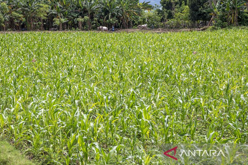 Pemberdayaan Penyintas Bencana dengan Tanaman Jagung