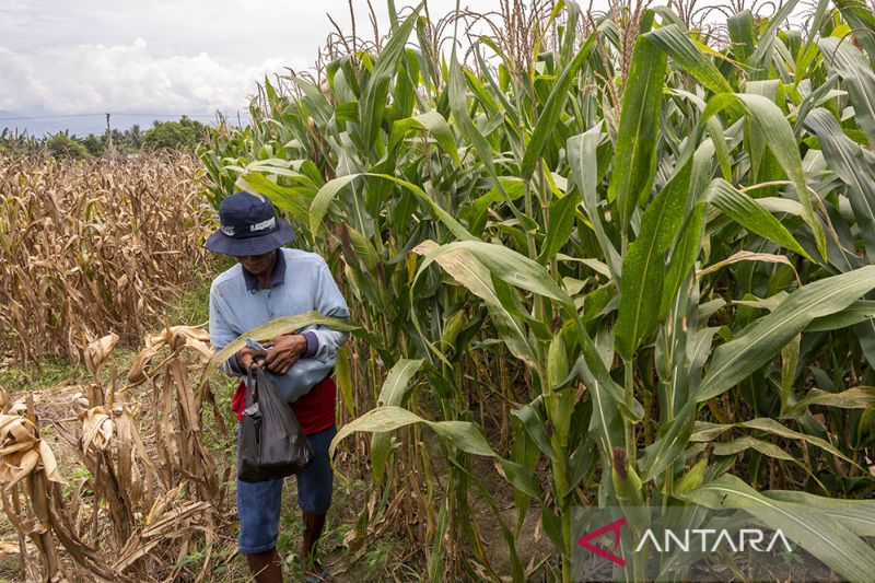 PEMBERDAYAAN PENYINTAS BENCANA DENGAN TANAMAN JAGUNG