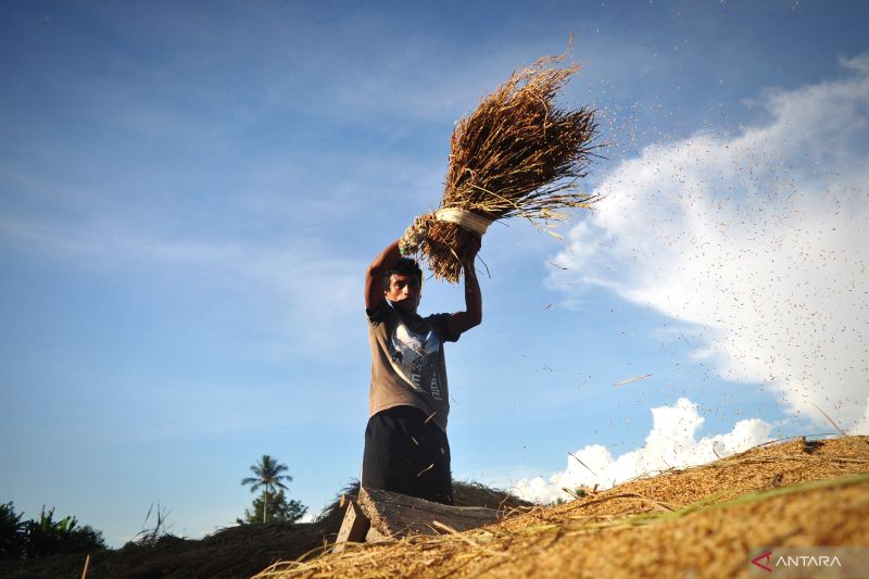 mengenal-bobibos-bahan-bakar-dari-jerami-inovasi-anak-bangsa