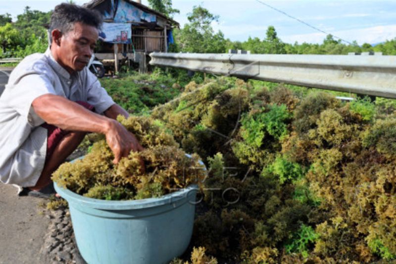 Harga rumput laut turun di Mamuju