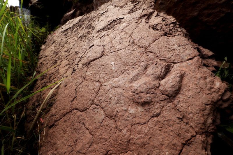 Fosil jejak kaki dinosaurus langka ditemukan di China timur