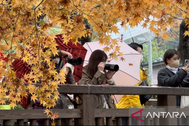 Momiji masih jadi daya tarik wisata musim gugur di Jepang