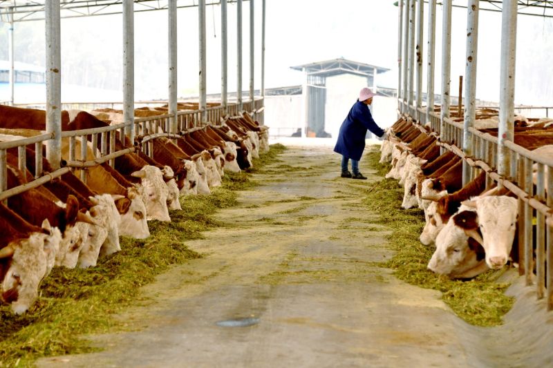 Kabupaten Xincheng: Industri ternak membuat revitalisasi pedesaan