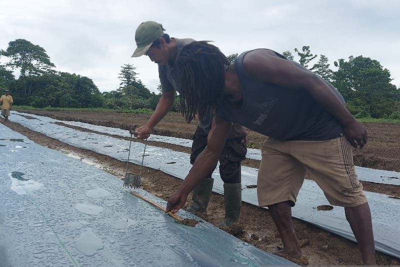 Menekan inflasi di Papua dengan membangun sentra-sentra pertanian