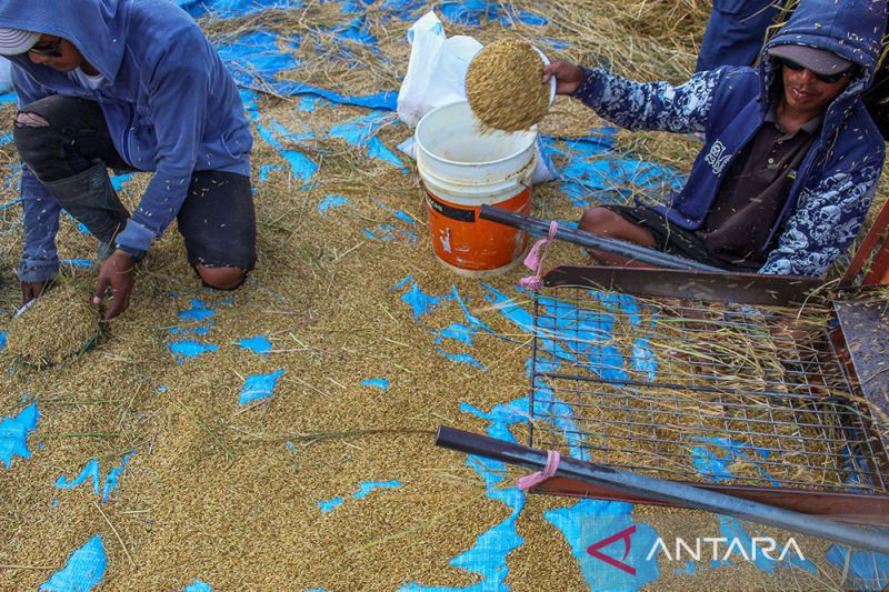 Target Penambahan Sejuta Petani Milenial