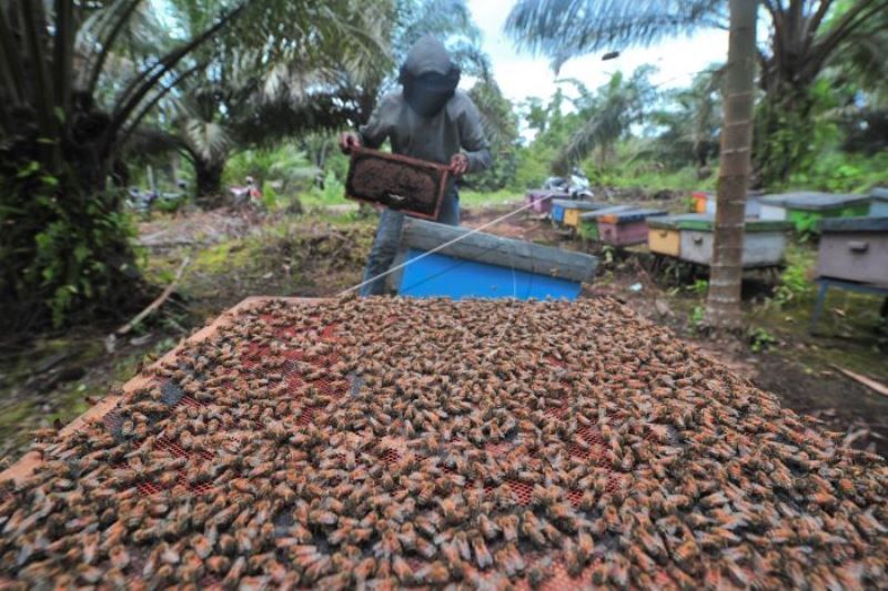 Produksi Madu Lebah Budi Daya