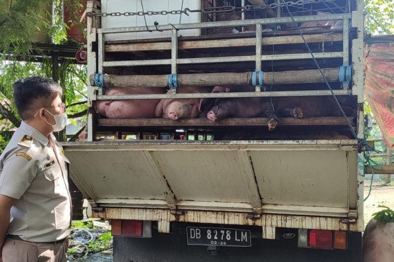 Karantina cegah masuk 26 hewan ternak babi tak bersertifikat kesehatan