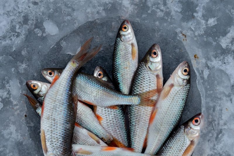 Pakar: Konsumsi ikan yang cukup pada ibu hamil bisa cegah stunting