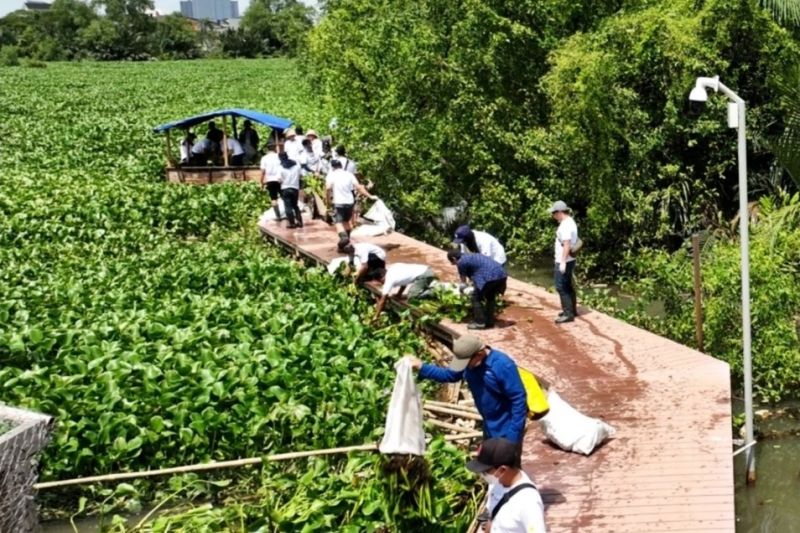 Kemarin, ekosistem mangrove pantura hingga capaian vaksinasi