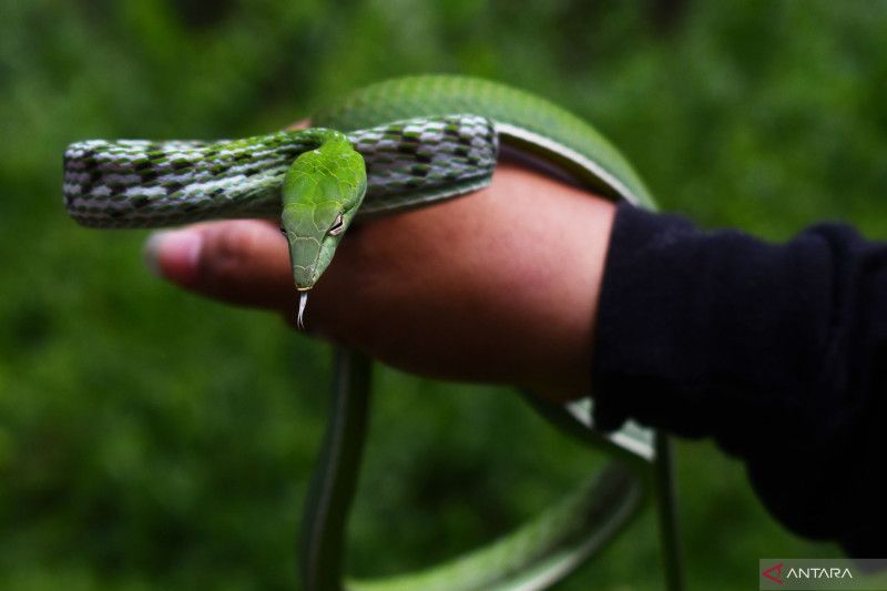 Hati-hati saat musim hujan, jangan lakukan saat digigit ular