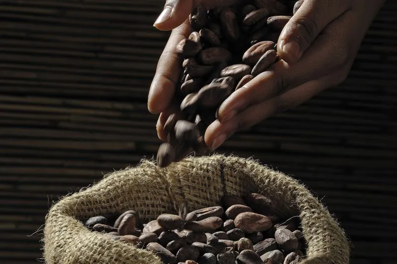 Kakao Sigi hasilkan cokelat premium