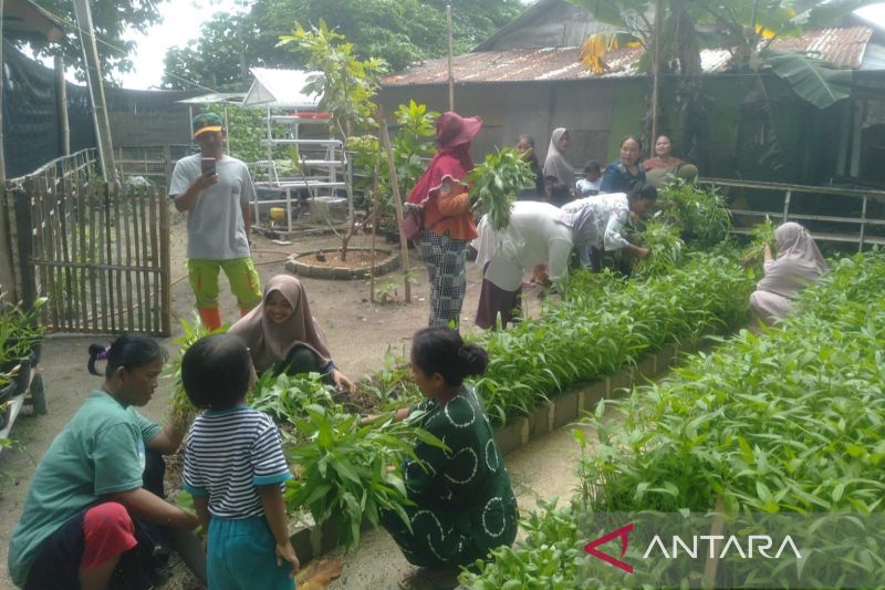 Sudin KPKP Kepulauan Seribu panen sayur bersama warga Pulau Sabira