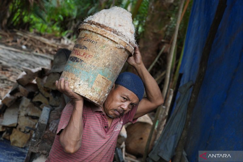 BERKURANGNYA TANAMAN SAGU UNTUK TEPUNG