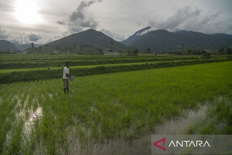 Petani Kesulitan Dapatkan Pupuk Bersubsidi