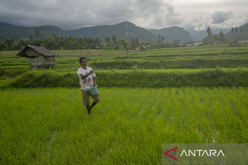 Petani Kesulitan Dapatkan Pupuk Bersubsidi