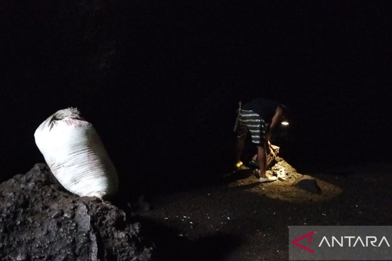 Ribuan ton pupuk kotoran kelelawar tersimpan di Gua Matu Pesisir Barat