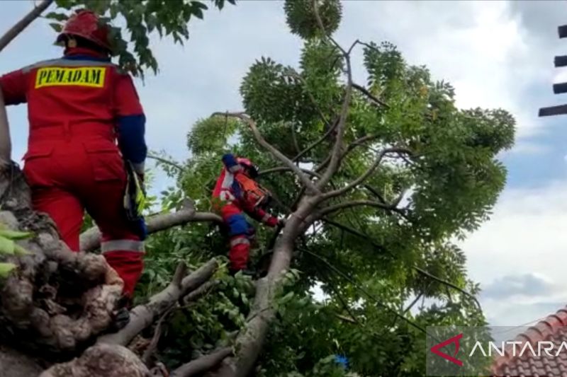 Pemkot Jaktim lakukan penebangan pohon antisipasi pohon tumbang