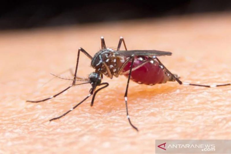 Dokter: Waspadai tanda bahaya infeksi dengue pada anak