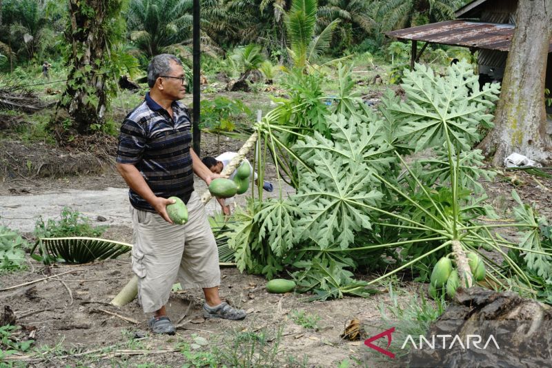 Gajah Sumatera masuk dan rusak kebun warga Pekanbaru