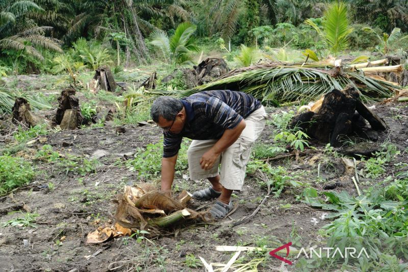 Gajah Sumatera masuk dan rusak kebun warga Pekanbaru