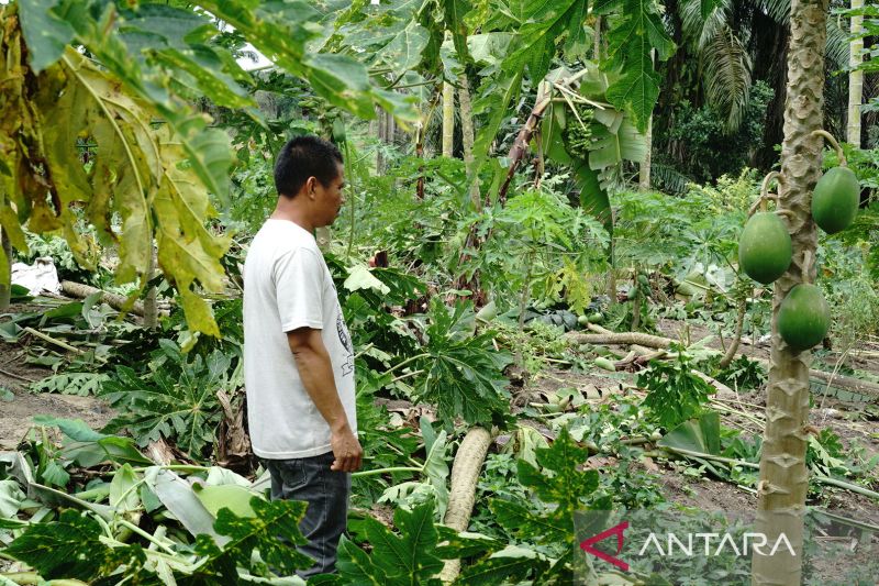 Gajah Sumatera masuk dan rusak kebun warga Pekanbaru