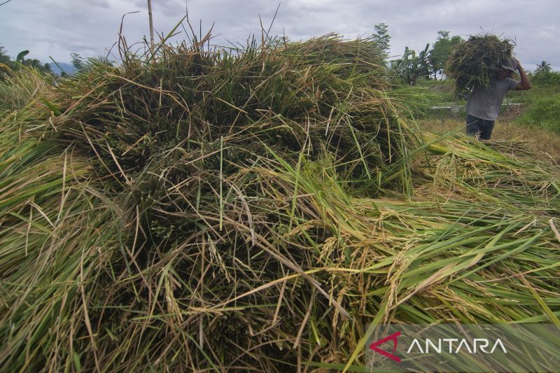 Petani Kurangi Lahan Garapan karena Keterbatasan Pupuk 