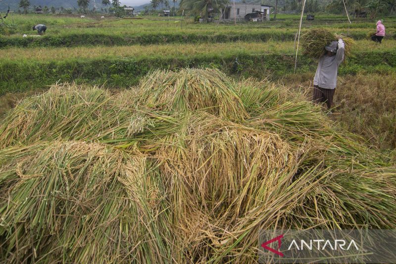 Petani Kurangi Lahan Garapan karena Keterbatasan Pupuk 